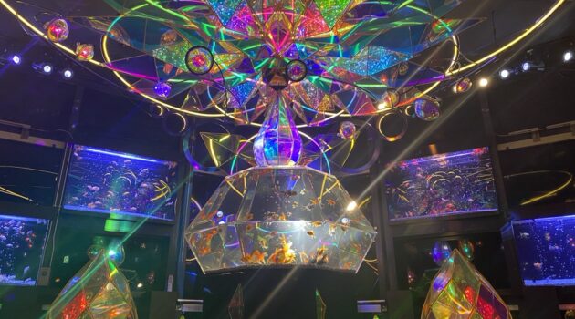 ソラキン　写真