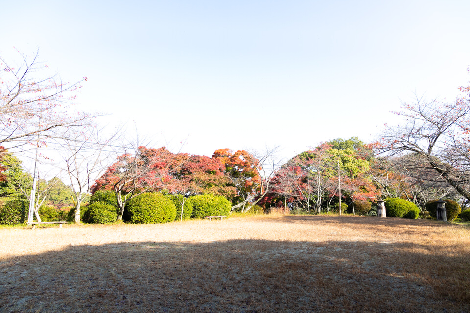 桜の木がある広場