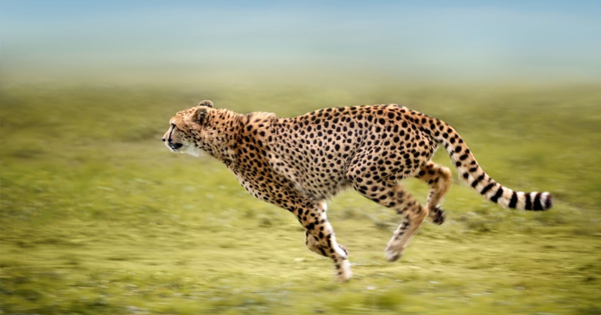 チーター
