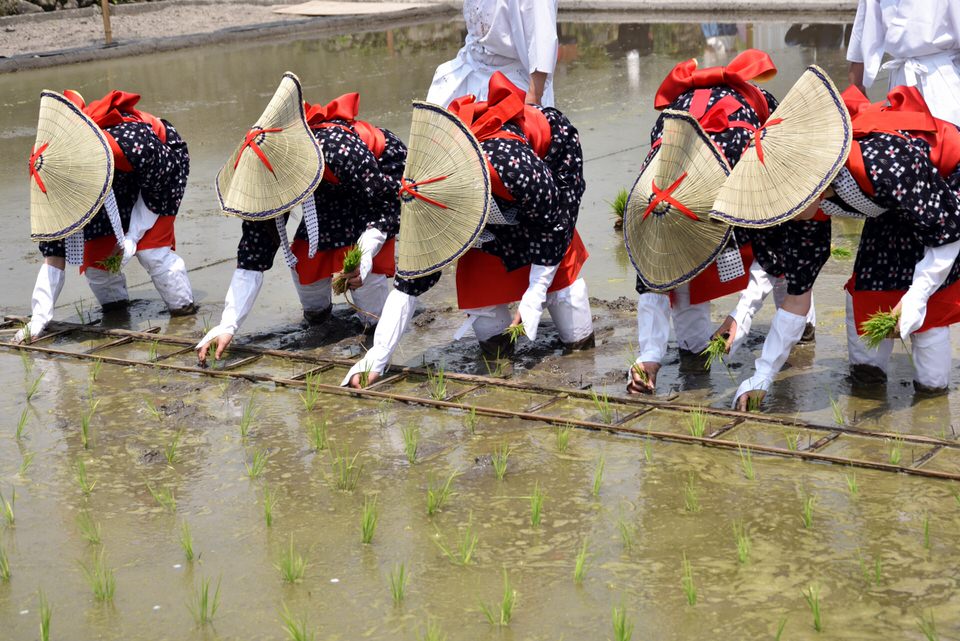 田植え