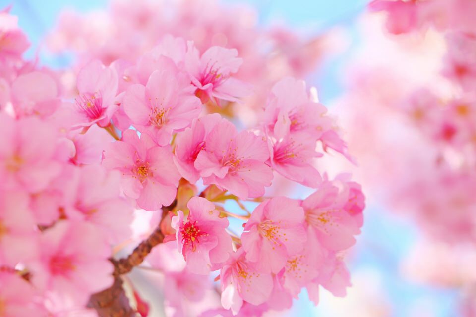 河津桜